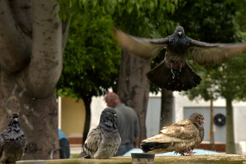 Αφόρητη ζέστη στο κέντρο της Αθήνας, οάσεις δροσιάς τα συντριβάνια! [εικόνες] | iefimerida.gr 3