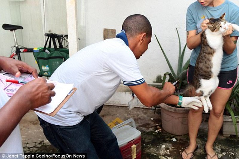 Σοκ στη Βραζιλία: Ενας νεκρός και 40 τραυματίες από επιθέσεις νυχτερίδων βαμπίρ [εικόνες] | iefimerida.gr 2