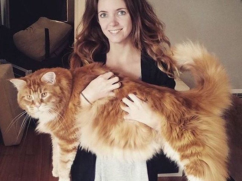 Η μεγαλύτερη γάτα του κόσμου μοιάζει με... σκύλο! [εικόνες] | iefimerida.gr 4