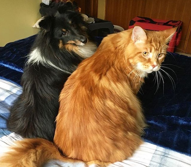 Η μεγαλύτερη γάτα του κόσμου μοιάζει με... σκύλο! [εικόνες] | iefimerida.gr 1