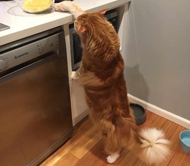 Η μεγαλύτερη γάτα του κόσμου μοιάζει με... σκύλο! [εικόνες] | iefimerida.gr 3