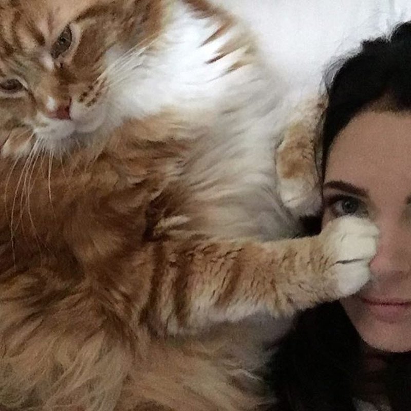 Η μεγαλύτερη γάτα του κόσμου μοιάζει με... σκύλο! [εικόνες] | iefimerida.gr 2