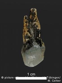 Νέα έρευνα: Ο πρώτος άνθρωπος εμφανίστηκε, πιθανώς, στην Ελλάδα [εικόνες] | iefimerida.gr 1