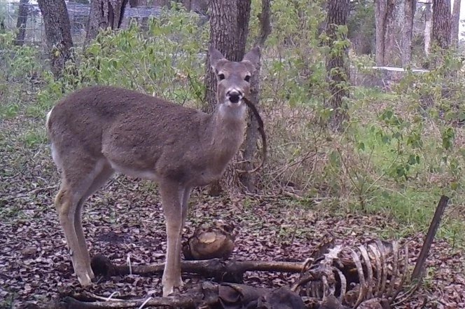Ελάφι «συνελήφθη» για πρώτη φορά να τρώει άνθρωπο [εικόνες] | iefimerida.gr 0