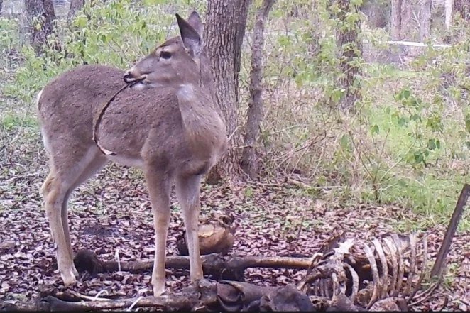 Ελάφι «συνελήφθη» για πρώτη φορά να τρώει άνθρωπο [εικόνες] | iefimerida.gr 1