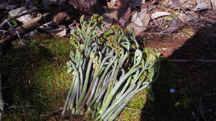 Νέα μόδα: Κοσμήματα από... βελονάκι! [εικόνες] | iefimerida.gr 1