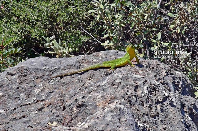 Τρανόσαυρα, η μεγαλύτερη σαύρα στην Ελλάδα [εικόνες] | iefimerida.gr 0