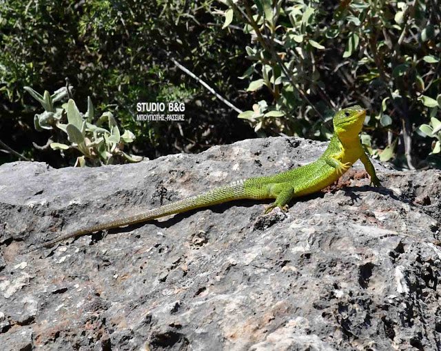 Τρανόσαυρα, η μεγαλύτερη σαύρα στην Ελλάδα [εικόνες] | iefimerida.gr 4