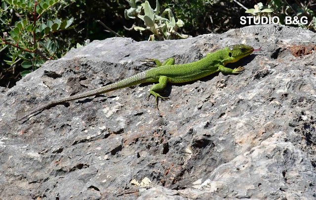 Τρανόσαυρα, η μεγαλύτερη σαύρα στην Ελλάδα [εικόνες] | iefimerida.gr 2