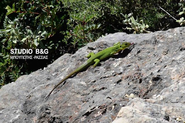 Τρανόσαυρα, η μεγαλύτερη σαύρα στην Ελλάδα [εικόνες] | iefimerida.gr 3