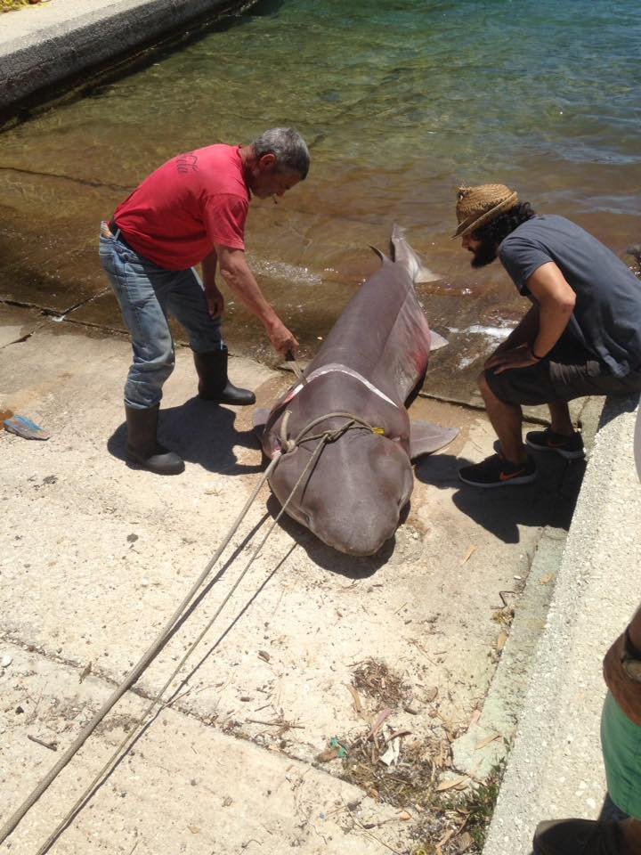 Επιασαν καρχαρία σαπουνά τριών μέτρων στην Ιθάκη! [εικόνες] | iefimerida.gr 0