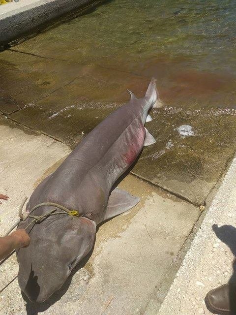 Επιασαν καρχαρία σαπουνά τριών μέτρων στην Ιθάκη! [εικόνες] | iefimerida.gr 1