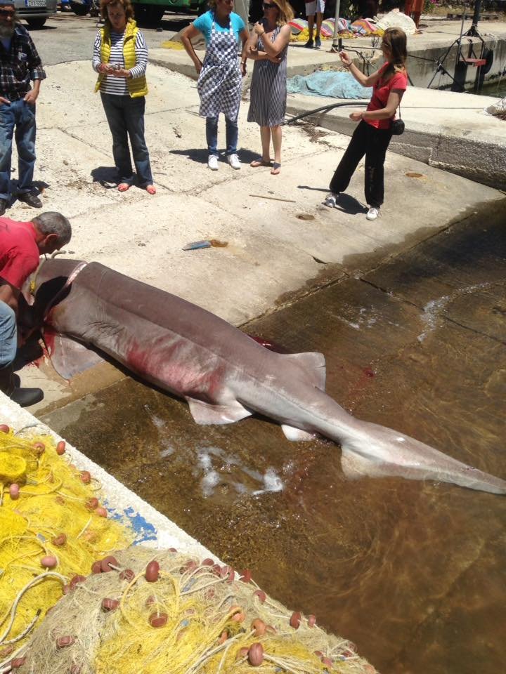 Επιασαν καρχαρία σαπουνά τριών μέτρων στην Ιθάκη! [εικόνες] | iefimerida.gr 2