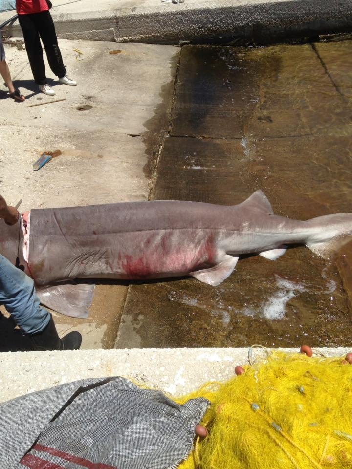 Επιασαν καρχαρία σαπουνά τριών μέτρων στην Ιθάκη! [εικόνες] | iefimerida.gr 3