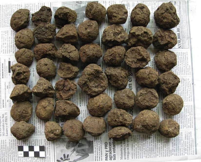 Ο προϊστορικός άνθρωπος αγαπούσε το ψωμί με μουστάρδα [εικόνες] | iefimerida.gr 12