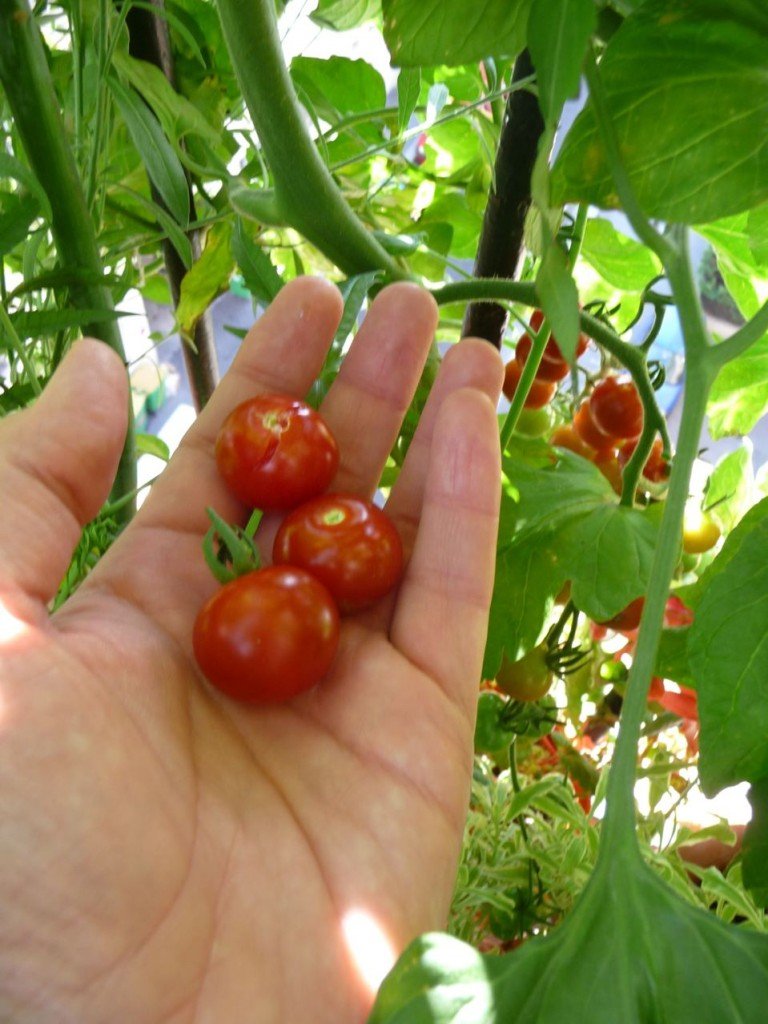 Φυτέψτε ντομάτες στο μπαλκόνι σας, γεμίστε χαρά! [εικόνες] | iefimerida.gr 6