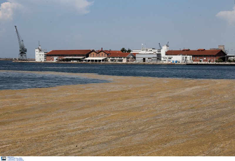 Θερμαϊκός Κόλπος, μια νεκρή θάλασσα -Φωτογραφίες-σοκ: Τα νερά έχουν γίνει καφέ από τη ρύπανση [εικόνες] | iefimerida.gr 0