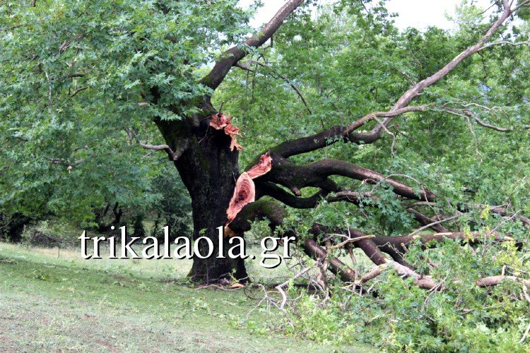 Ανεμοστρόβιλος σάρωσε τα Τρίκαλα -Ο αέρας και η σφοδρή χαλαζόπτωση ξερίζωσαν δένδρα [εικόνες & βίντεο] | iefimerida.gr 3