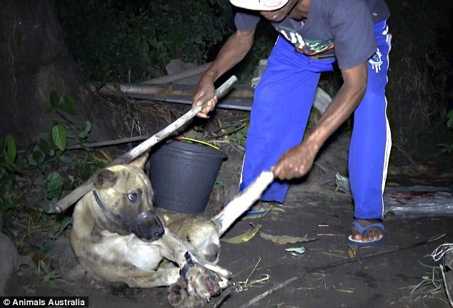 Η απόλυτη φρίκη στο Μπαλί -Σφαγιάζουν σκύλους και τους σερβίρουν σε τουρίστες εν αγνοία τους [εικόνες] | iefimerida.gr 3