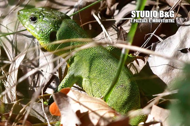 Τρανόσαυρα, η πιο γρήγορη σαύρα στην Ελλάδα -Γίνεται... καπνός [βίντεο] | iefimerida.gr 1