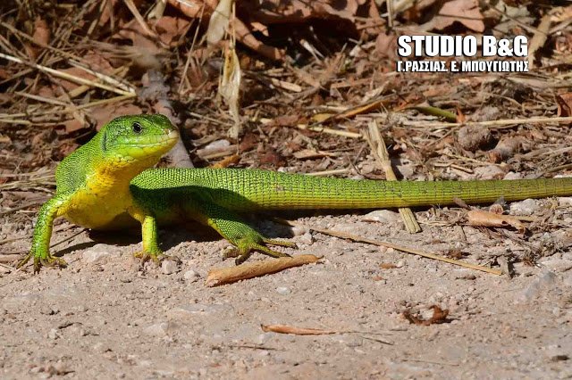 Τρανόσαυρα, η πιο γρήγορη σαύρα στην Ελλάδα -Γίνεται... καπνός [βίντεο] | iefimerida.gr 0