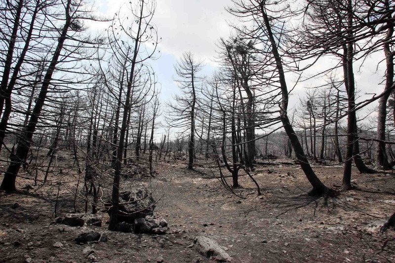 10 χρόνια μετά τον όλεθρο στην Πάρνηθα -Η καταστροφή από τη μεγαλύτερη και δριμύτερη πυρκαγιά στην Αττική [εικόνες] | iefimerida.gr 13