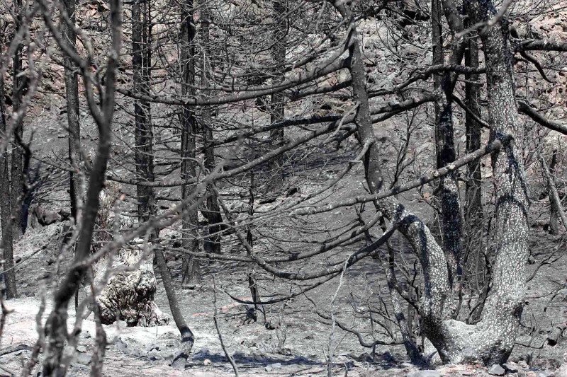 10 χρόνια μετά τον όλεθρο στην Πάρνηθα -Η καταστροφή από τη μεγαλύτερη και δριμύτερη πυρκαγιά στην Αττική [εικόνες] | iefimerida.gr 15
