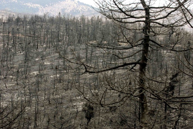 10 χρόνια μετά τον όλεθρο στην Πάρνηθα -Η καταστροφή από τη μεγαλύτερη και δριμύτερη πυρκαγιά στην Αττική [εικόνες] | iefimerida.gr 16
