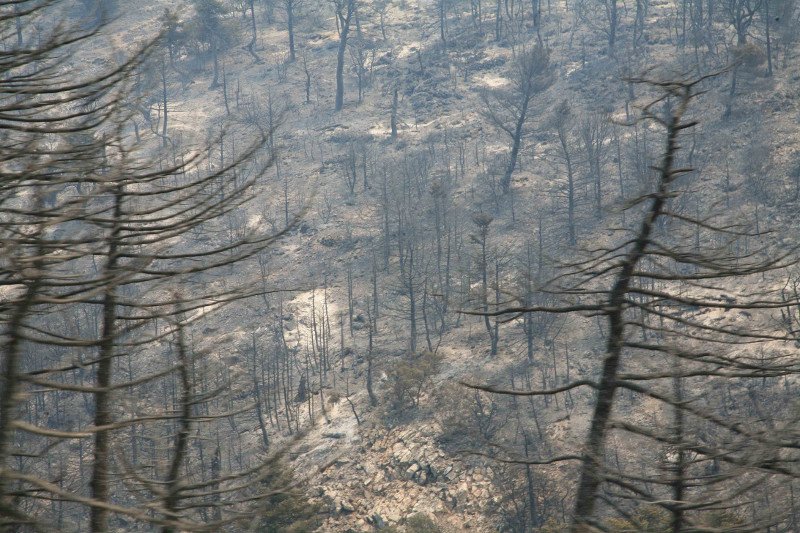 10 χρόνια μετά τον όλεθρο στην Πάρνηθα -Η καταστροφή από τη μεγαλύτερη και δριμύτερη πυρκαγιά στην Αττική [εικόνες] | iefimerida.gr 6