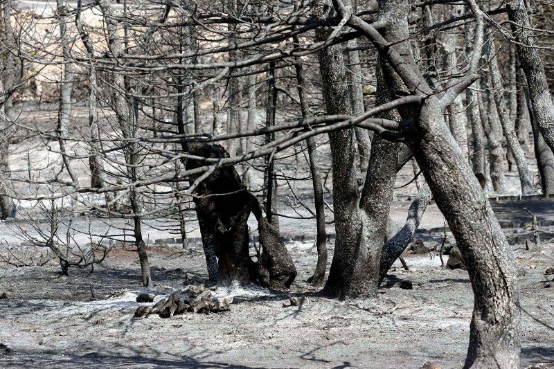 10 χρόνια μετά τον όλεθρο στην Πάρνηθα -Η καταστροφή από τη μεγαλύτερη και δριμύτερη πυρκαγιά στην Αττική [εικόνες] | iefimerida.gr 7