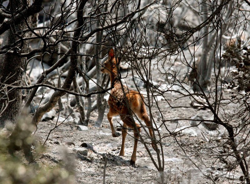10 χρόνια μετά τον όλεθρο στην Πάρνηθα -Η καταστροφή από τη μεγαλύτερη και δριμύτερη πυρκαγιά στην Αττική [εικόνες] | iefimerida.gr 11