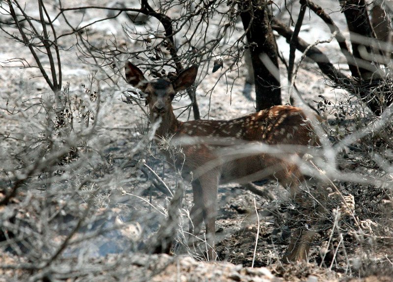 10 χρόνια μετά τον όλεθρο στην Πάρνηθα -Η καταστροφή από τη μεγαλύτερη και δριμύτερη πυρκαγιά στην Αττική [εικόνες] | iefimerida.gr 3