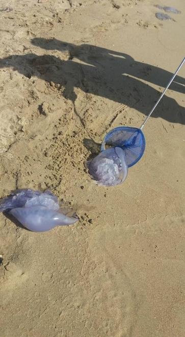 Εντείνεται το πρόβλημα με τις μέδουσες: Ολόκληρο κοπάδι εμφανίστηκε σε παραλία της Πάτρας [εικόνες] | iefimerida.gr 1