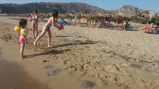 Εντείνεται το πρόβλημα με τις μέδουσες: Ολόκληρο κοπάδι εμφανίστηκε σε παραλία της Πάτρας [εικόνες] | iefimerida.gr 2