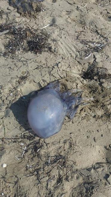 Εντείνεται το πρόβλημα με τις μέδουσες: Ολόκληρο κοπάδι εμφανίστηκε σε παραλία της Πάτρας [εικόνες] | iefimerida.gr 3