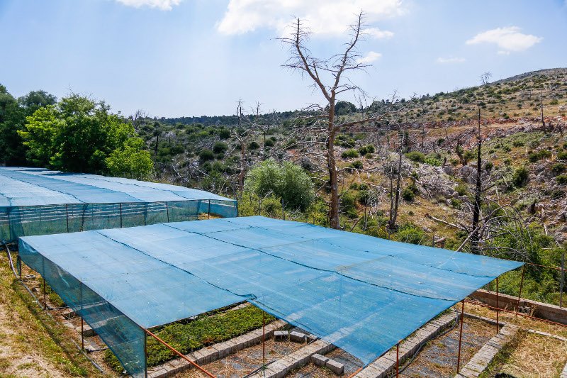 10 χρόνια μετά τον όλεθρο στην Πάρνηθα -Η καταστροφή από τη μεγαλύτερη και δριμύτερη πυρκαγιά στην Αττική [εικόνες] | iefimerida.gr 26