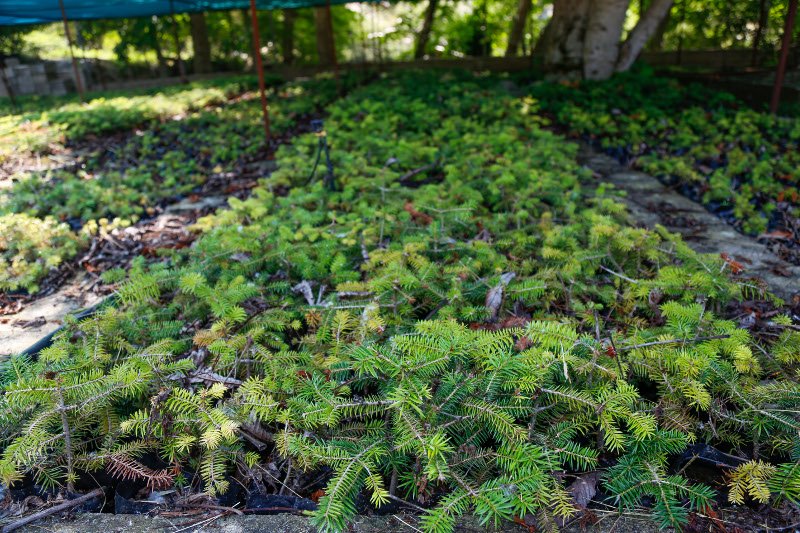 10 χρόνια μετά τον όλεθρο στην Πάρνηθα -Η καταστροφή από τη μεγαλύτερη και δριμύτερη πυρκαγιά στην Αττική [εικόνες] | iefimerida.gr 27