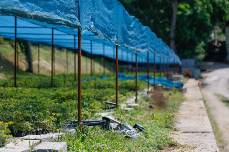 10 χρόνια μετά τον όλεθρο στην Πάρνηθα -Η καταστροφή από τη μεγαλύτερη και δριμύτερη πυρκαγιά στην Αττική [εικόνες] | iefimerida.gr 2