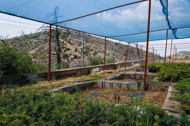 10 χρόνια μετά τον όλεθρο στην Πάρνηθα -Η καταστροφή από τη μεγαλύτερη και δριμύτερη πυρκαγιά στην Αττική [εικόνες] | iefimerida.gr 29