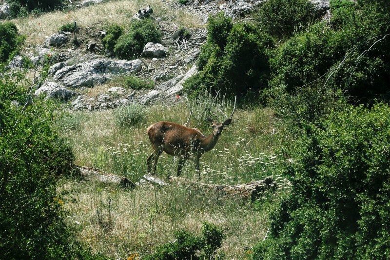 10 χρόνια μετά τον όλεθρο στην Πάρνηθα -Η καταστροφή από τη μεγαλύτερη και δριμύτερη πυρκαγιά στην Αττική [εικόνες] | iefimerida.gr 30