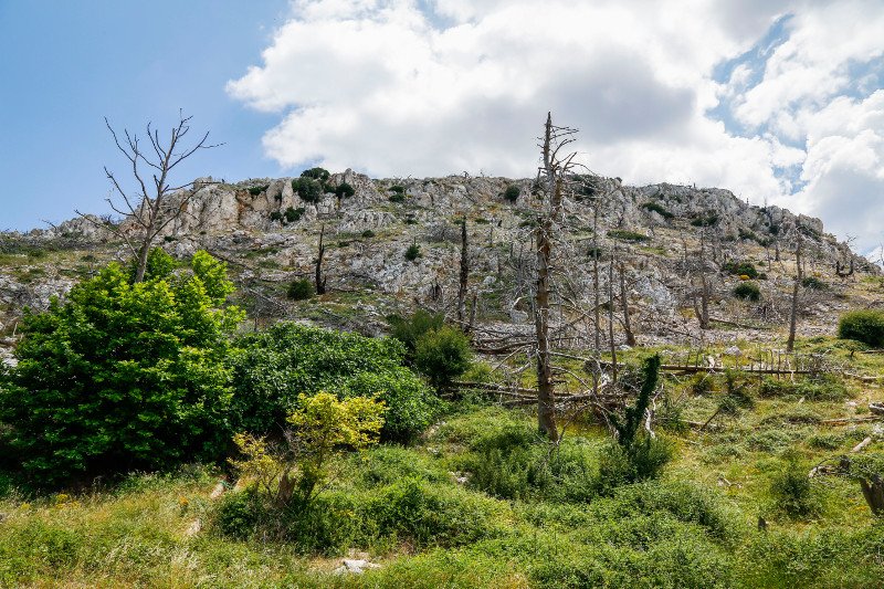 10 χρόνια μετά τον όλεθρο στην Πάρνηθα -Η καταστροφή από τη μεγαλύτερη και δριμύτερη πυρκαγιά στην Αττική [εικόνες] | iefimerida.gr 18