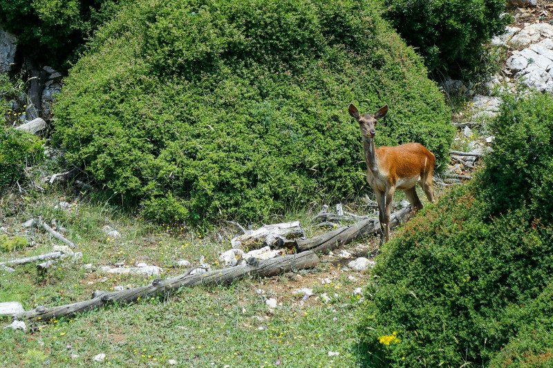 10 χρόνια μετά τον όλεθρο στην Πάρνηθα -Η καταστροφή από τη μεγαλύτερη και δριμύτερη πυρκαγιά στην Αττική [εικόνες] | iefimerida.gr 1