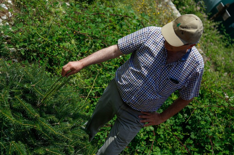 10 χρόνια μετά τον όλεθρο στην Πάρνηθα -Η καταστροφή από τη μεγαλύτερη και δριμύτερη πυρκαγιά στην Αττική [εικόνες] | iefimerida.gr 20