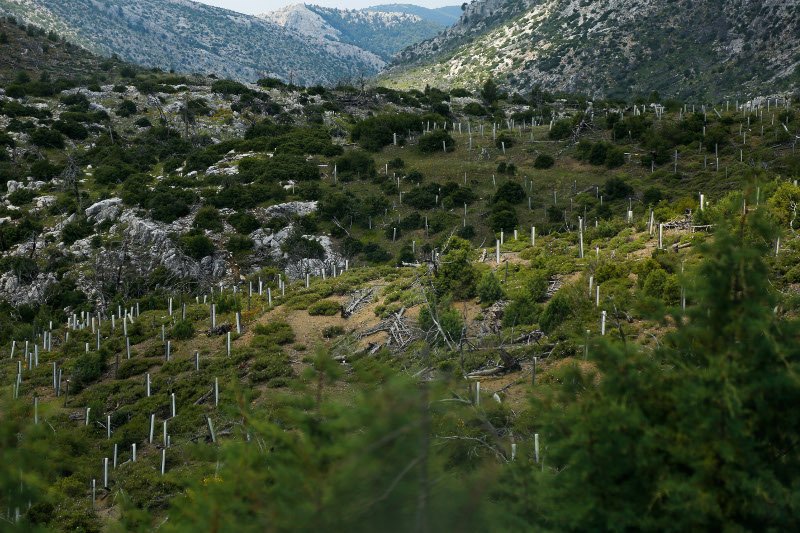 10 χρόνια μετά τον όλεθρο στην Πάρνηθα -Η καταστροφή από τη μεγαλύτερη και δριμύτερη πυρκαγιά στην Αττική [εικόνες] | iefimerida.gr 23