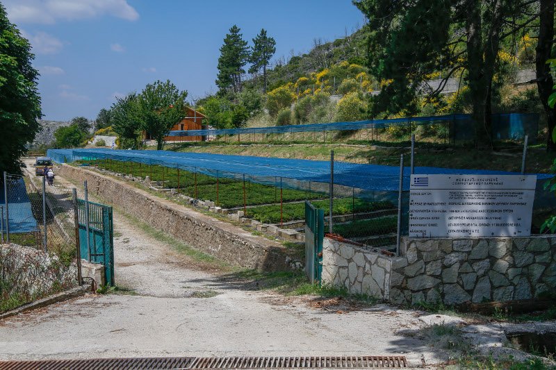 10 χρόνια μετά τον όλεθρο στην Πάρνηθα -Η καταστροφή από τη μεγαλύτερη και δριμύτερη πυρκαγιά στην Αττική [εικόνες] | iefimerida.gr 24