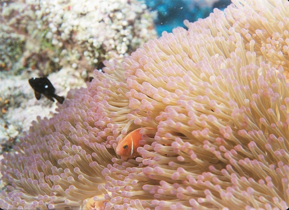 Εκπληκτικά πλάνα με υποβρύχιες κάμερες στη νέα ταινία θόλου στο Πλανητάριο [εικόνες]  | iefimerida.gr 0