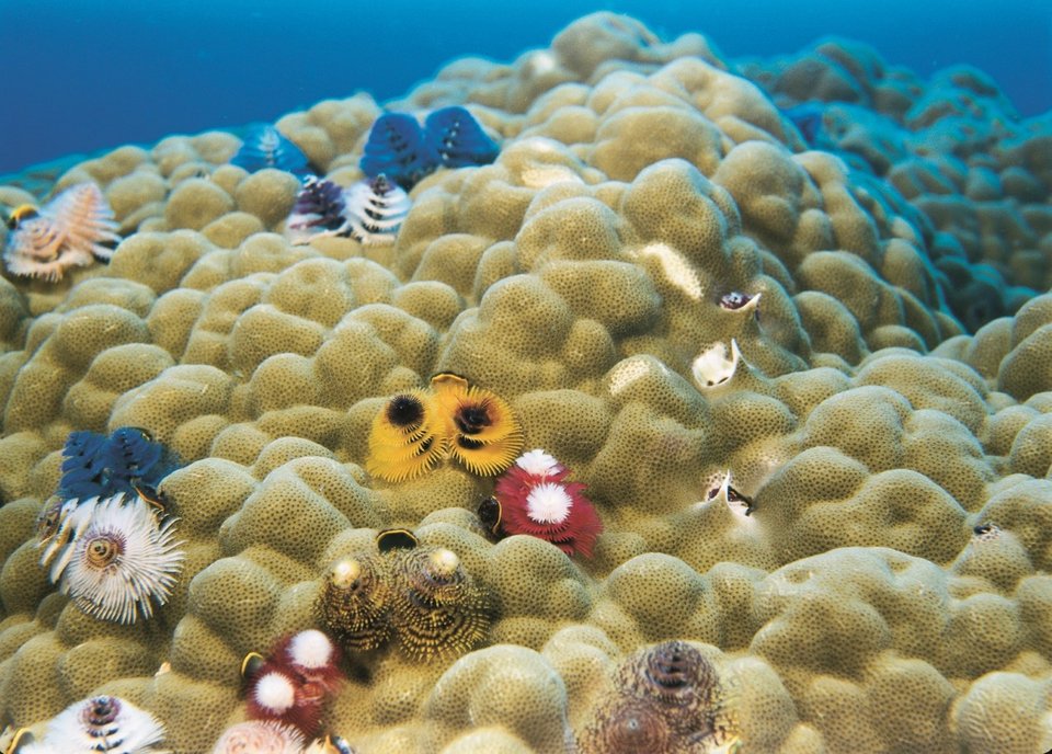 Εκπληκτικά πλάνα με υποβρύχιες κάμερες στη νέα ταινία θόλου στο Πλανητάριο [εικόνες]  | iefimerida.gr 1