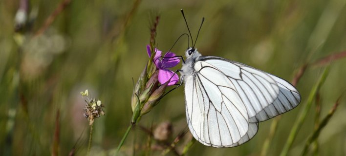 Πάνω από 172 είδη πεταλούδας πετούν αυτή την εποχή στις Πρέσπες [εικόνες]  | iefimerida.gr 3
