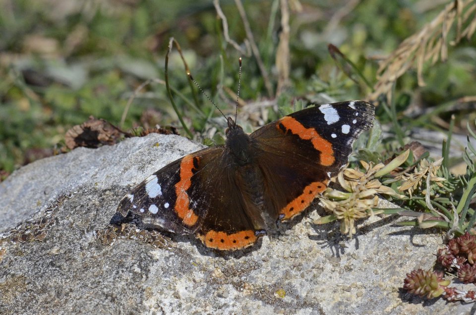 Πάνω από 172 είδη πεταλούδας πετούν αυτή την εποχή στις Πρέσπες [εικόνες]  | iefimerida.gr 2