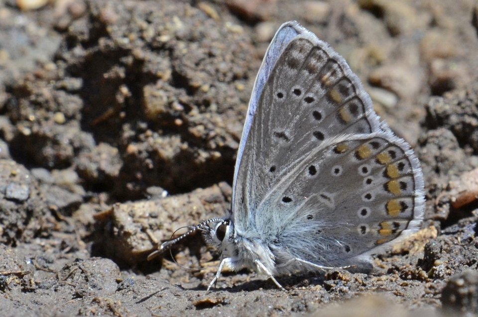 Πάνω από 172 είδη πεταλούδας πετούν αυτή την εποχή στις Πρέσπες [εικόνες]  | iefimerida.gr 1